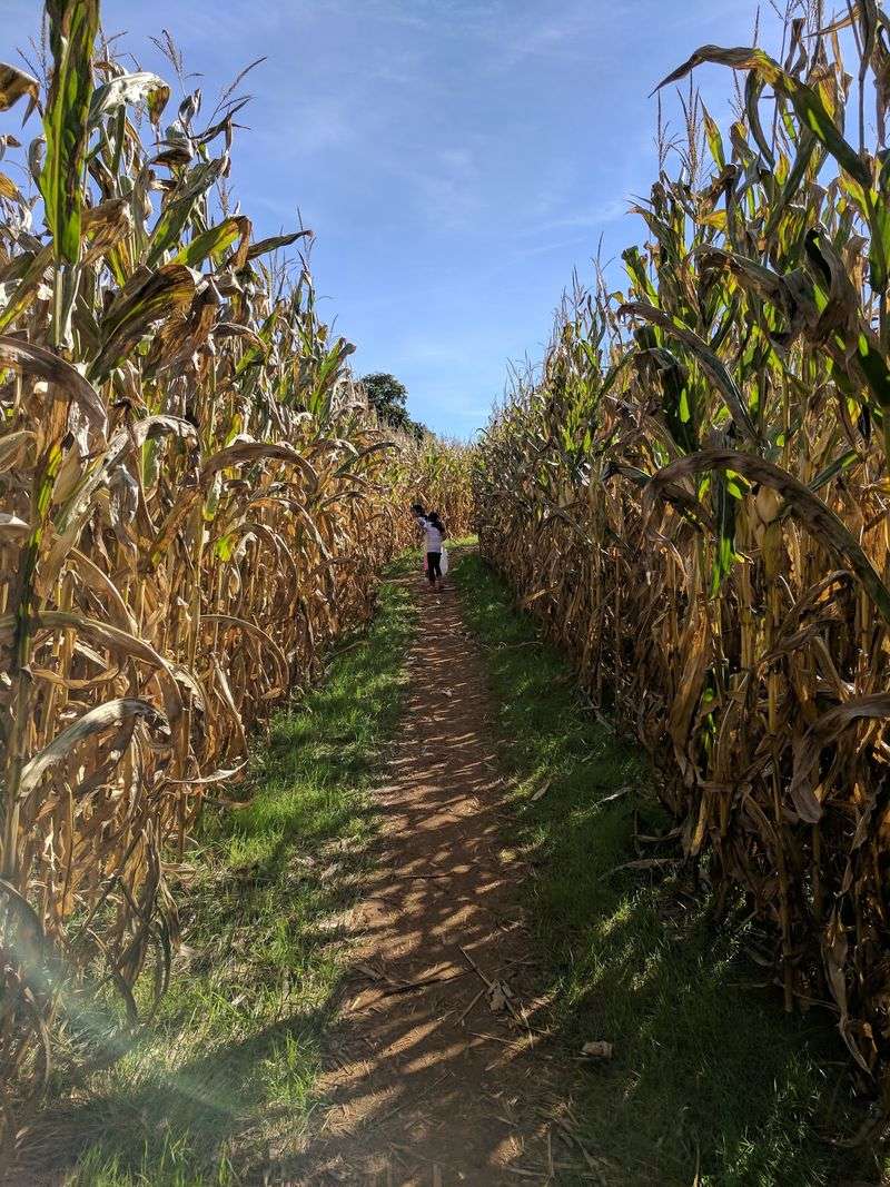 A Corn Maze With a View
