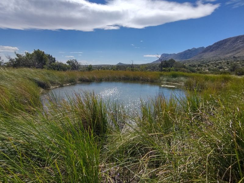 A Desert Pond That Birds Clearly Have On Speed Dial A Desert Pond That Birds Clearly Have On Speed Dial