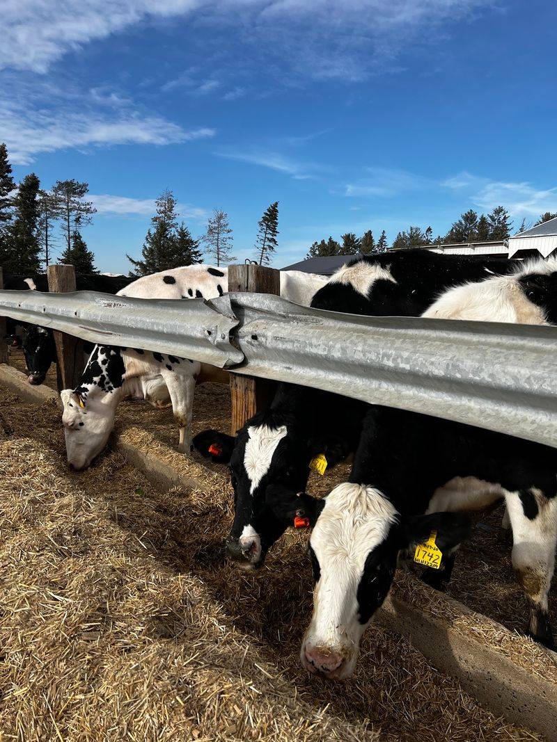 A Farm Kid's Cheese Dream Turned Into The Real Deal A Farm Kid's Cheese Dream Turned Into The Real Deal