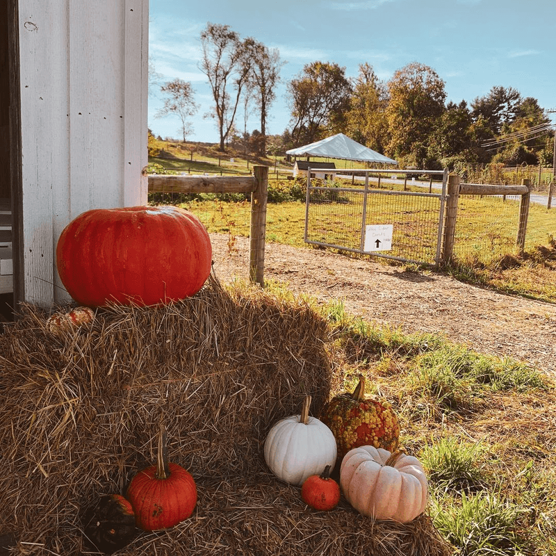 A Farm That Gives Back More Than It Takes