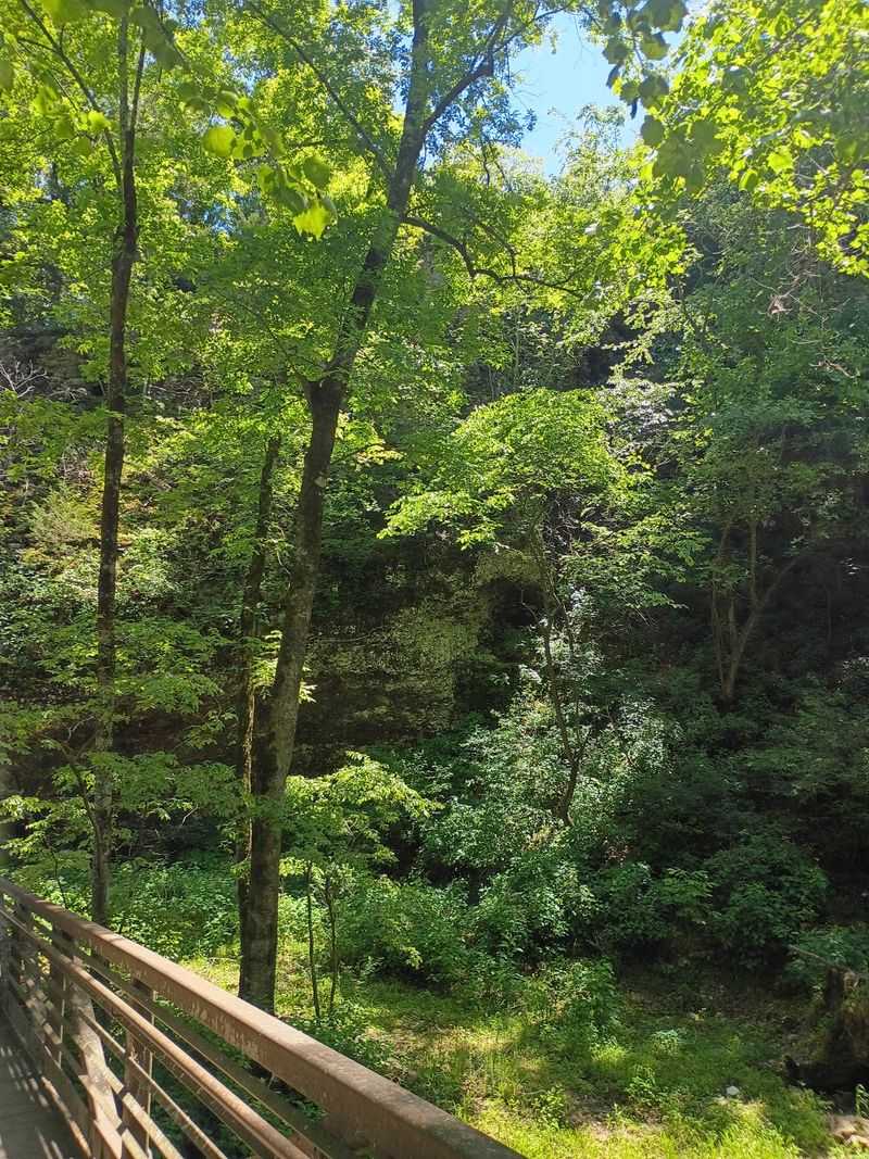 A Forest Pocket on the Arkansas Line A Forest Pocket on the Arkansas Line
