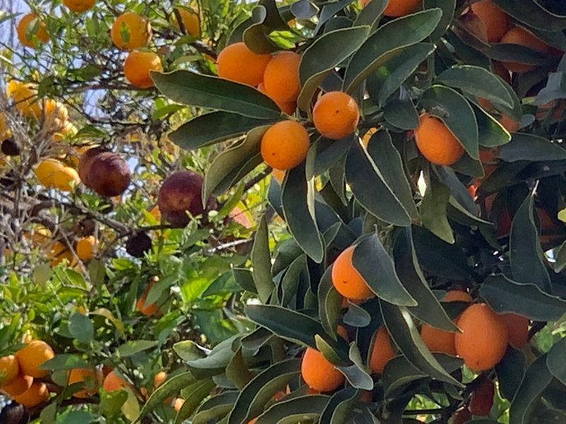 A Free Taste of Citrus Might Be the Best Museum Perk Ever