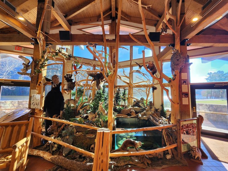 A Giant Salamander Steals The Show Indoors A Giant Salamander Steals The Show Indoors