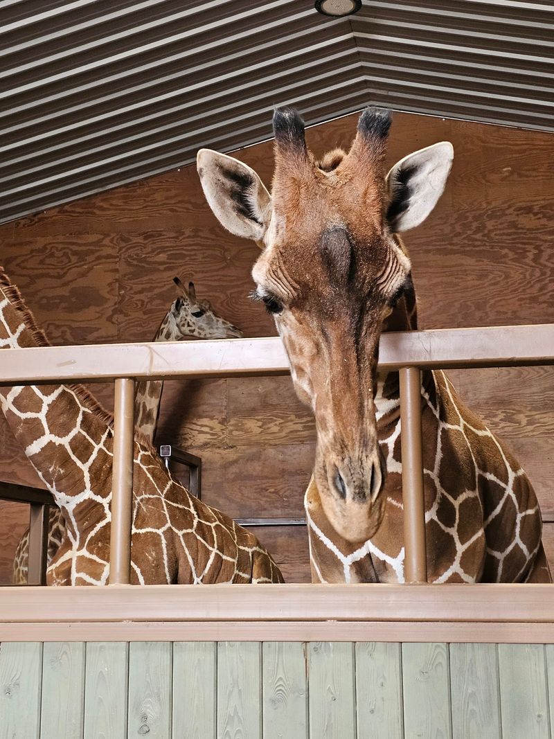 A Giraffe Might Steal Your Snack And Your Heart A Giraffe Might Steal Your Snack And Your Heart