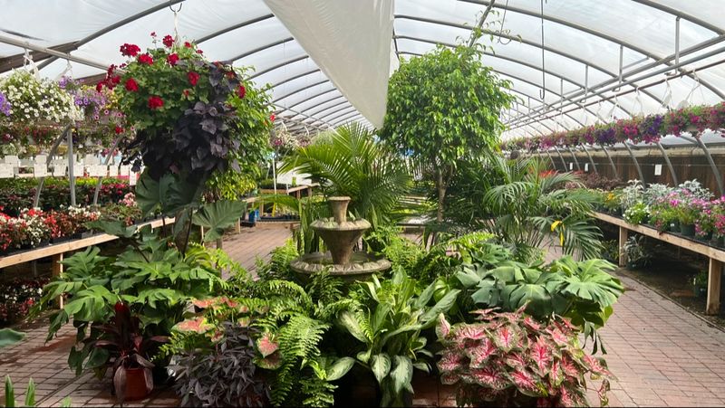 A Jungle Of Houseplants Waiting For Adoption