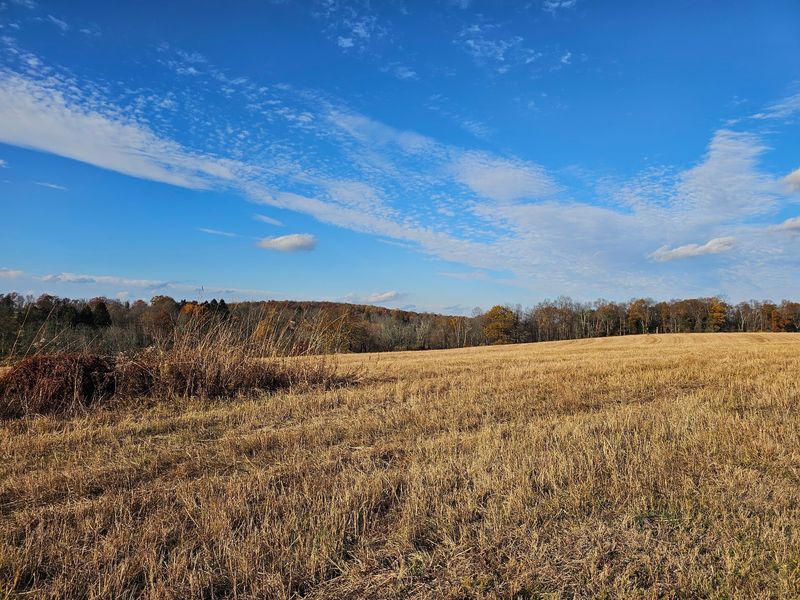 A Meadow Made for Singing Birds