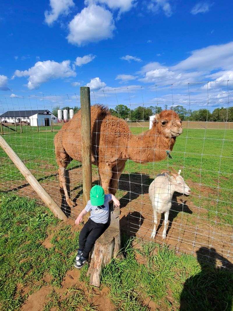 A Petting Zoo That Feels More Like a Small Zoo A Petting Zoo That Feels More Like a Small Zoo