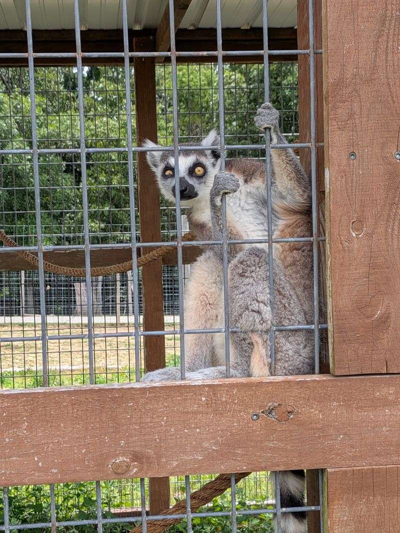A Petting Zoo That Refuses To Stay Ordinary