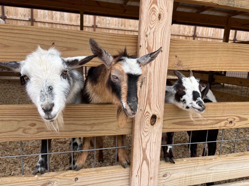 A Petting Zoo That Used To Travel Finally Put Down Roots A Petting Zoo That Used To Travel Finally Put Down Roots