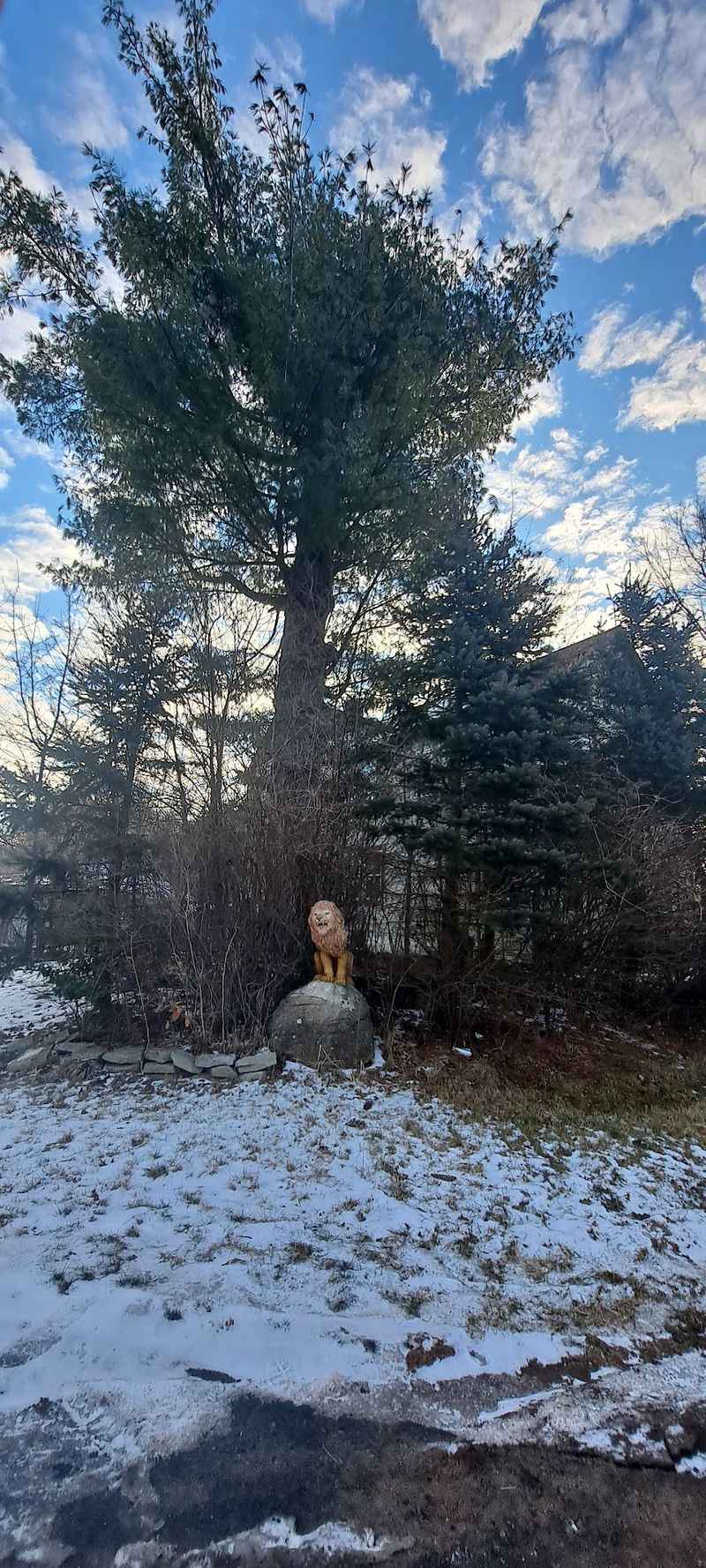 A Pine Tree With A Very Unusual Job