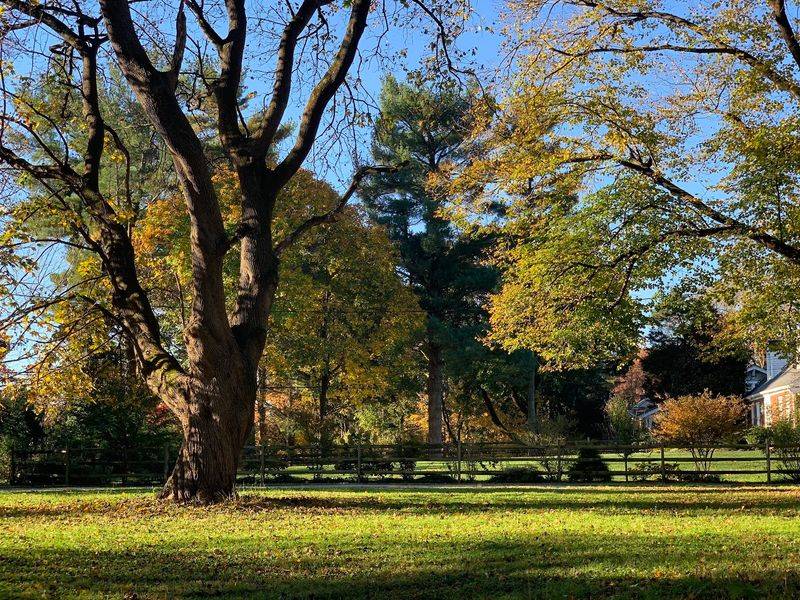 A Pond, Two Acres, and a Very Old Oak A Pond, Two Acres, and a Very Old Oak