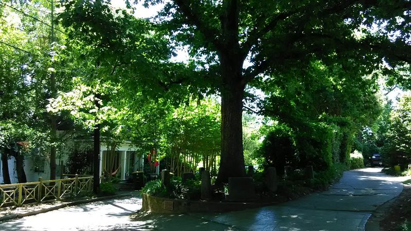 A Professor's Big Love for One Oak A Professor's Big Love for One Oak