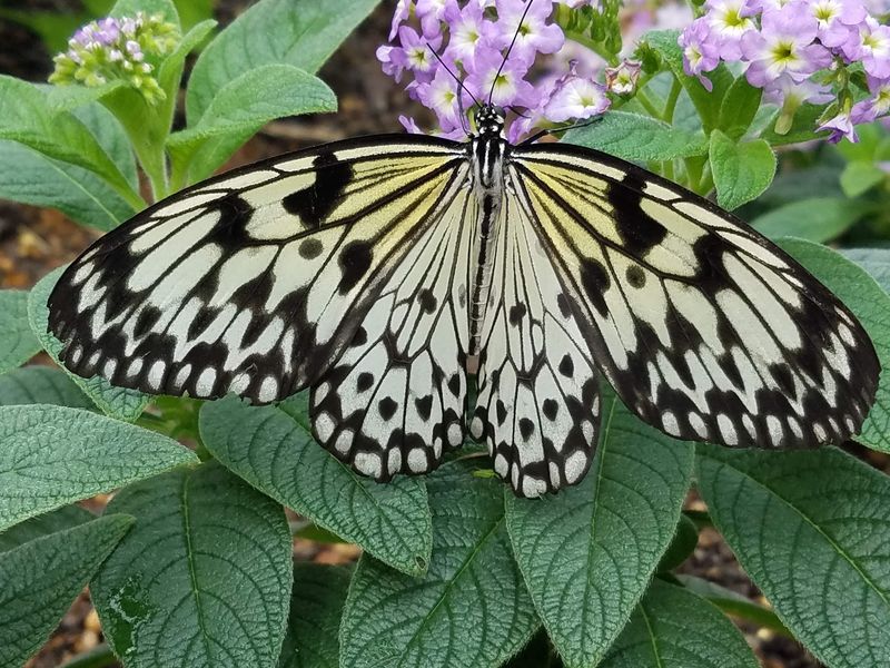 A Rainbow Of Wings From Around The World A Rainbow Of Wings From Around The World