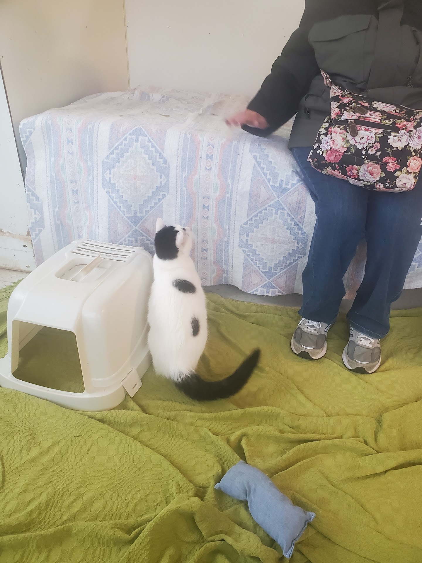 A Roadside Motel Turned Cat Haven A Roadside Motel Turned Cat Haven