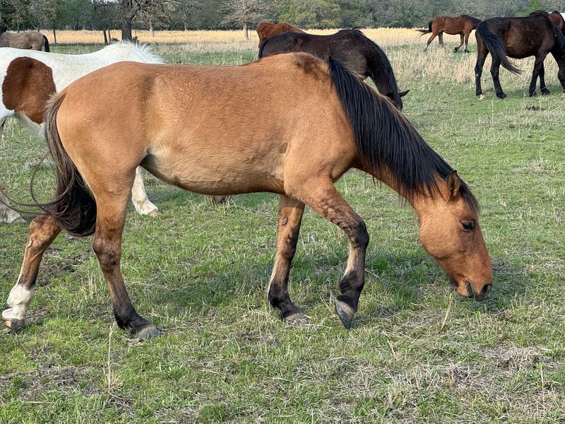 A Sanctuary Built for Wild Horses A Sanctuary Built for Wild Horses