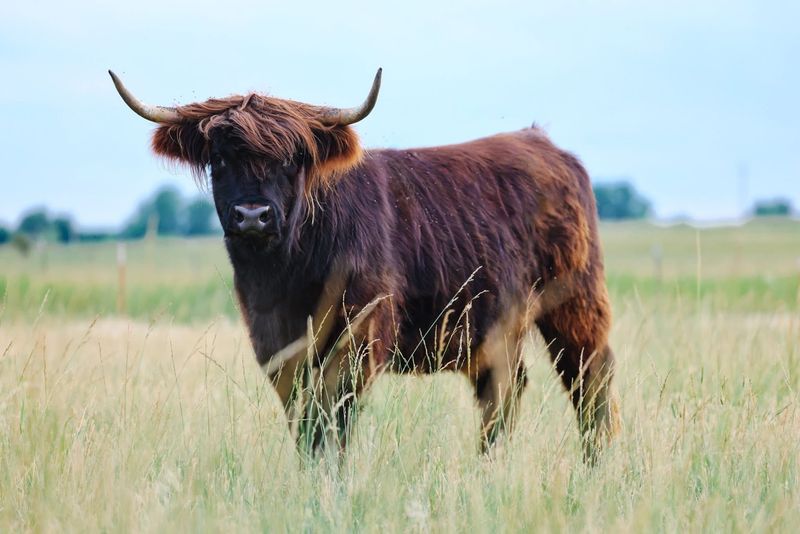A Shaggy Herd Under Open Prairie Sky