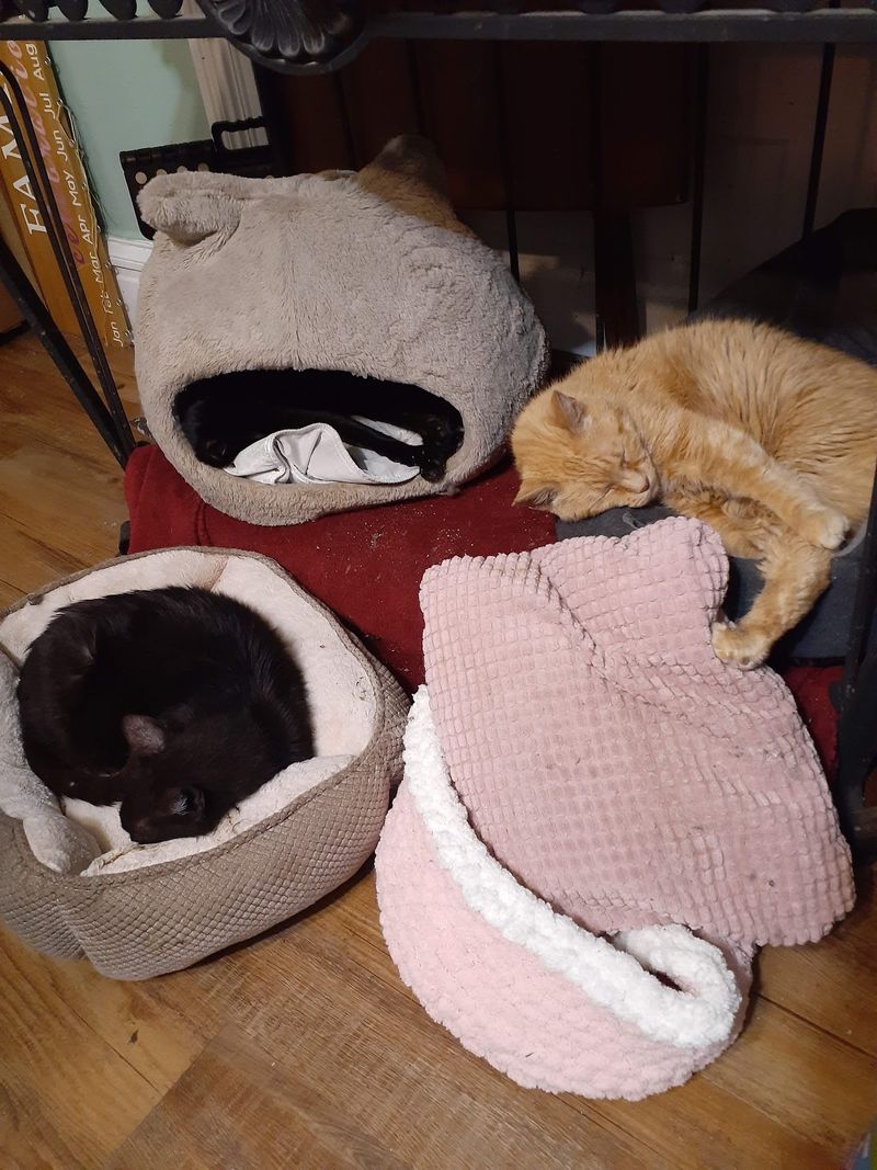 A Shelter With No Cages at All