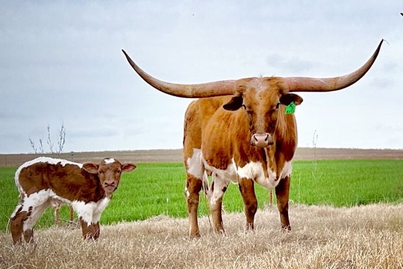 A Small Family Ranch in Wheat Country