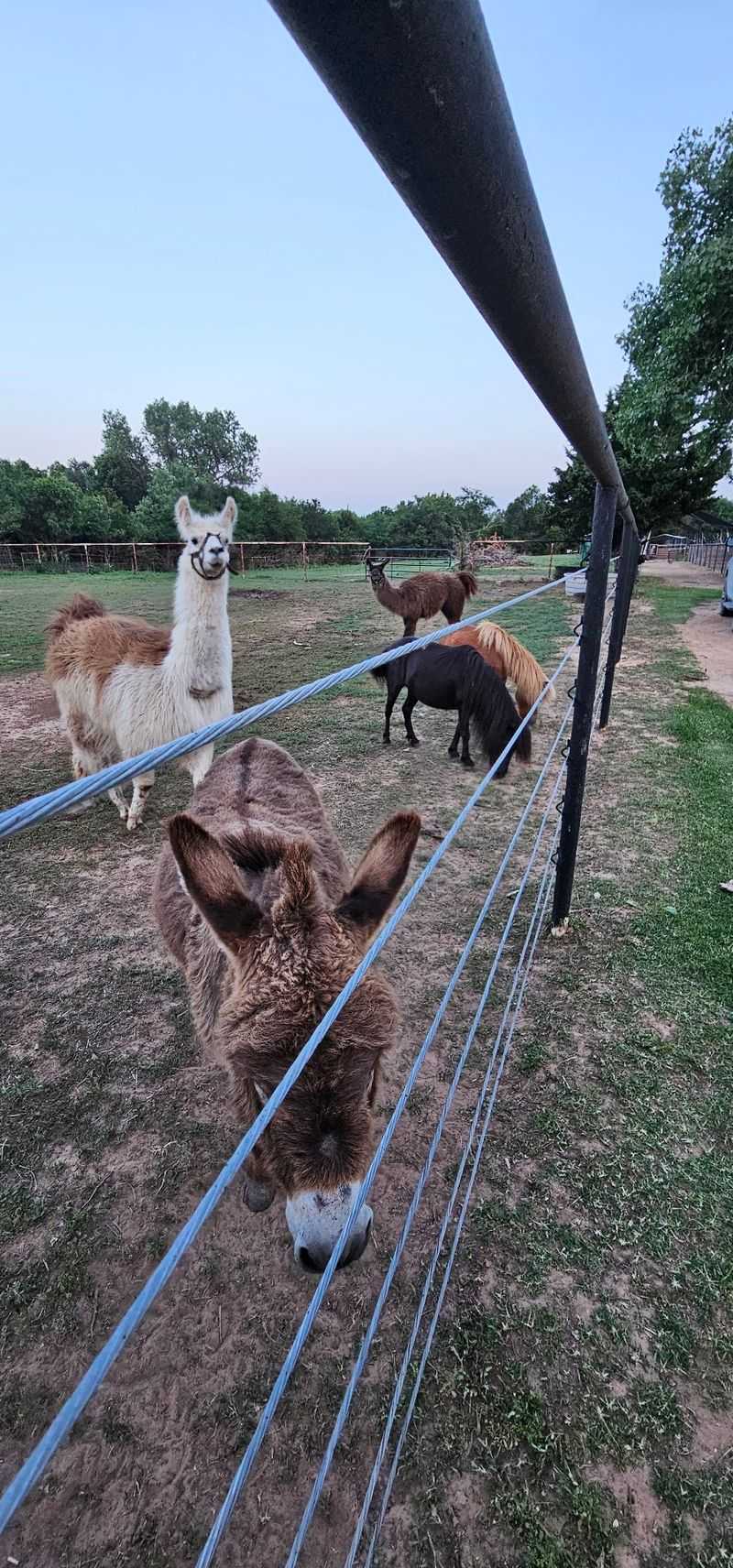 A2Z therapeutic Petting Zoo A2Z therapeutic Petting Zoo
