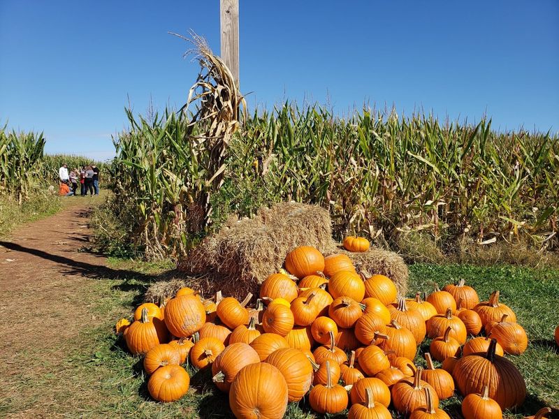 After Dark, the Corn Maze Gets a Whole New Personality After Dark, the Corn Maze Gets a Whole New Personality
