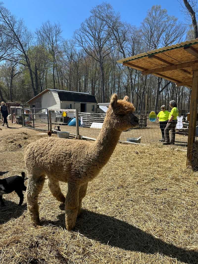 Alpacas With Curious Eyes and Soft Hums