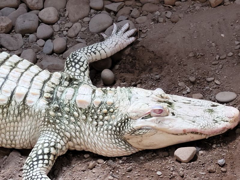 An Albino Alligator and a Room Full of Scaly Surprises An Albino Alligator and a Room Full of Scaly Surprises