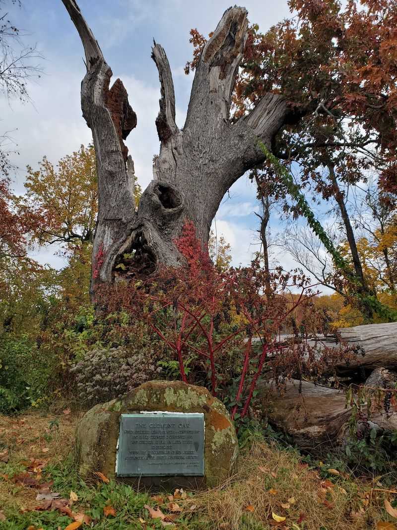An Ancient Oak Still Refuses To Give Up Its Spot In History