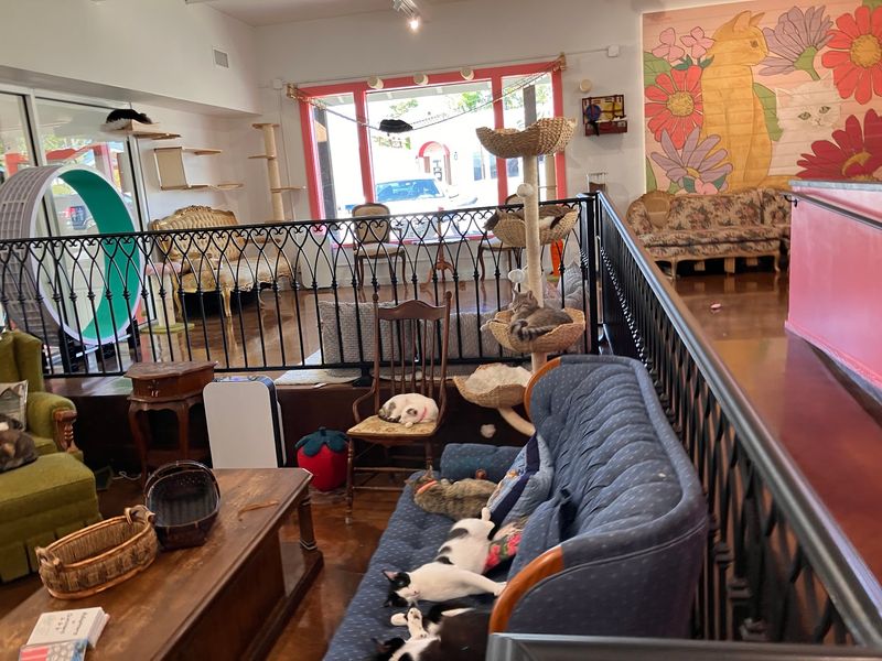 An Hour Inside the Cat Room