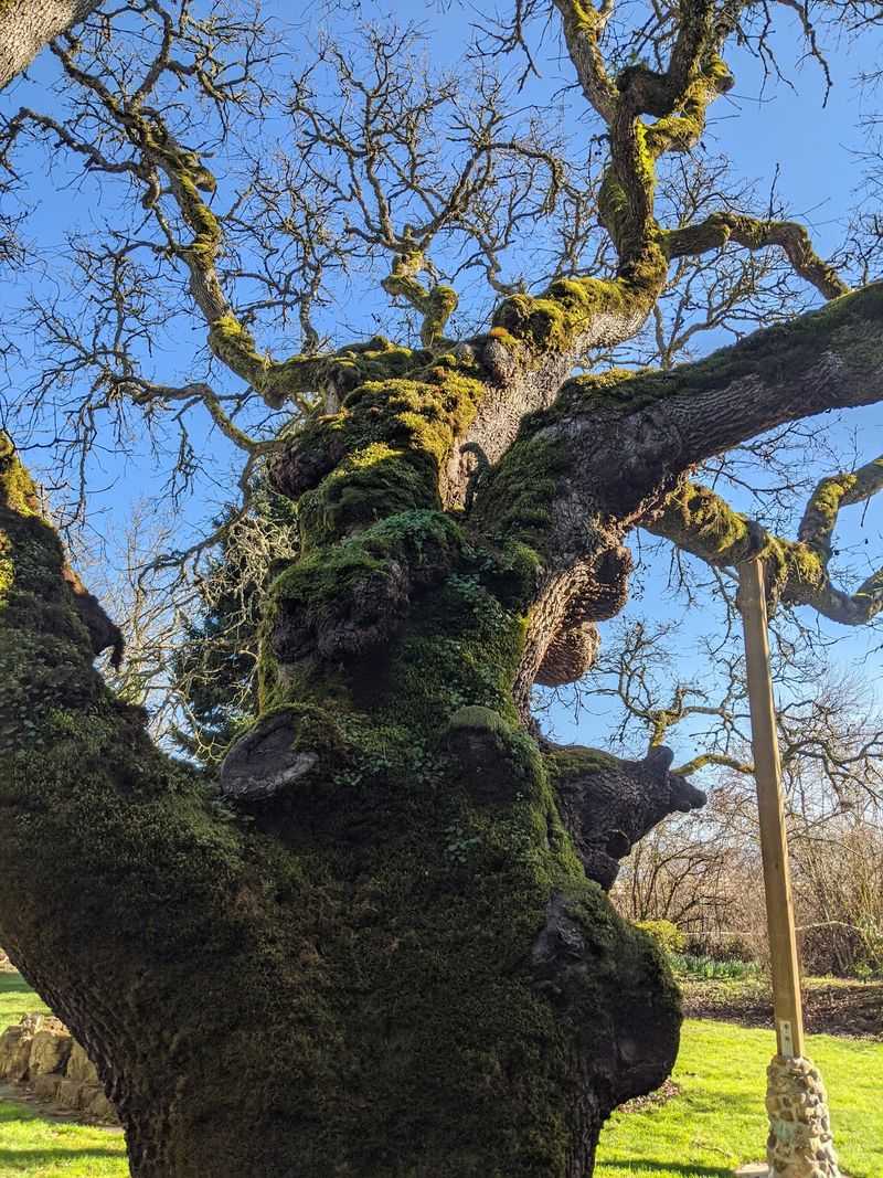 An Old Oak and a Cold Secret An Old Oak and a Cold Secret