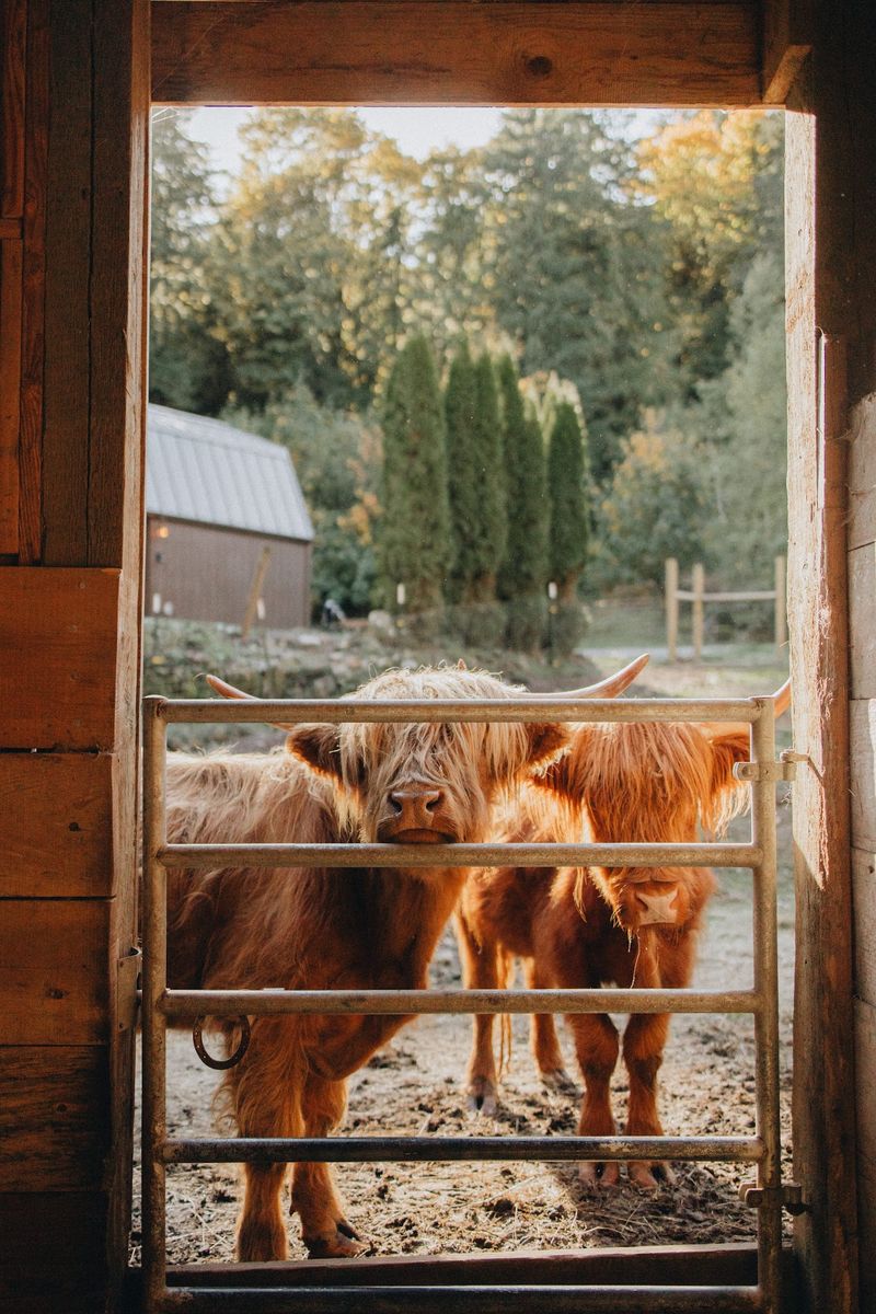 An Overgrown Forest Became One Owner's Dream Ranch An Overgrown Forest Became One Owner's Dream Ranch