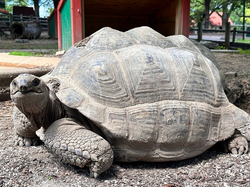Animals From Around The Globe In One Spot Animals From Around The Globe In One Spot