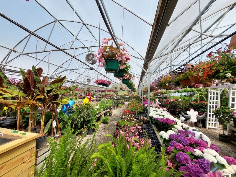 Annuals And Perennials For Every Kind Of Sunshine
