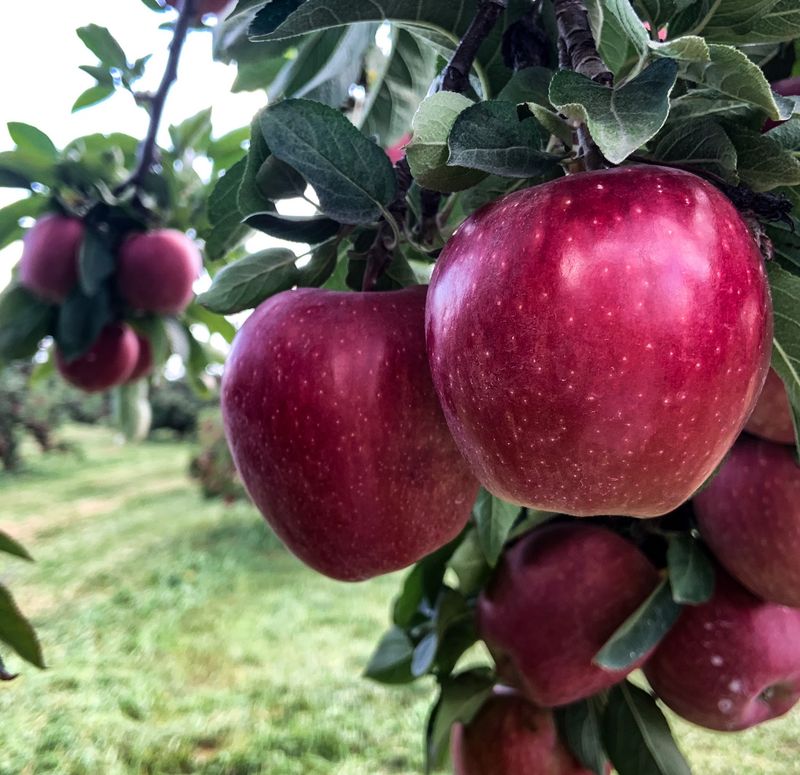 Appalachian Orchard Company
