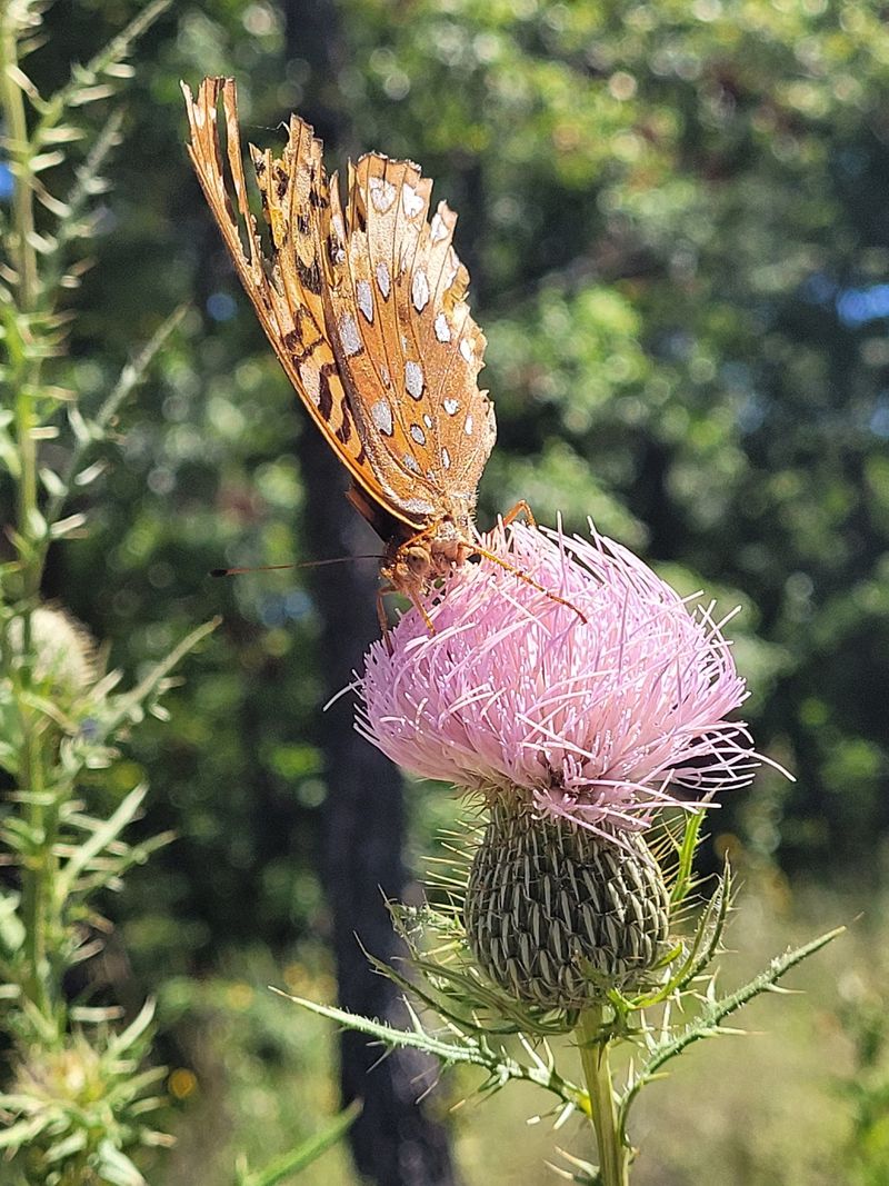 Around 650 Plant Species Call This Place Home Around 650 Plant Species Call This Place Home
