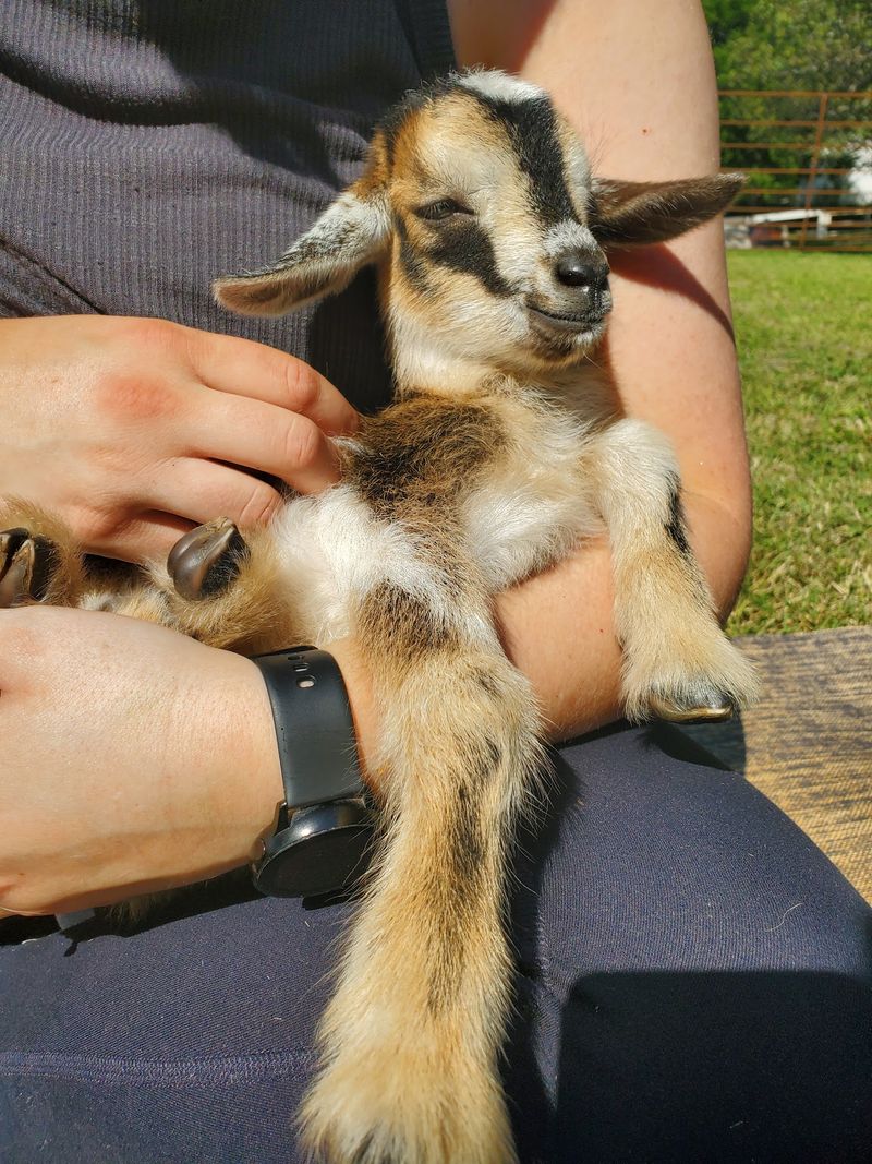Baby Goats and Their Bouncy Antics Baby Goats and Their Bouncy Antics