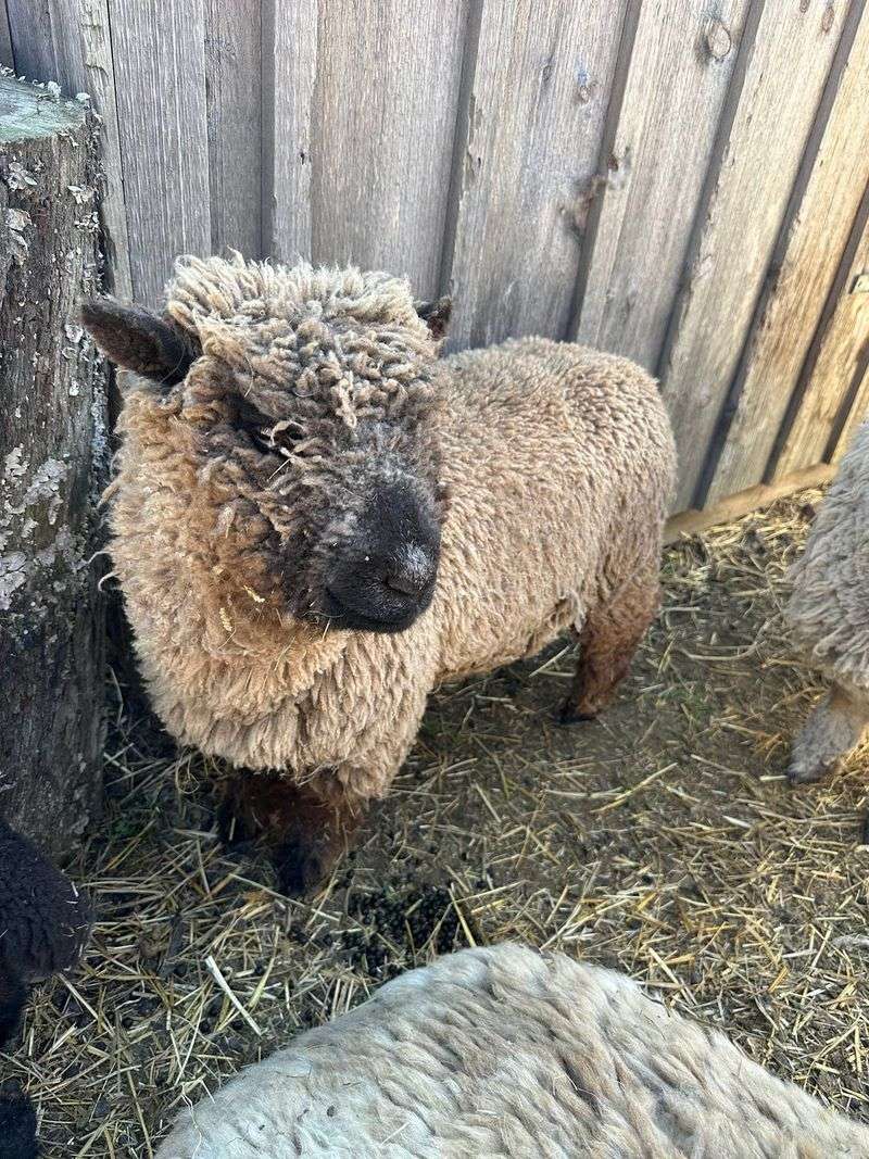 Babydoll Sheep and Their Permanent Smiles