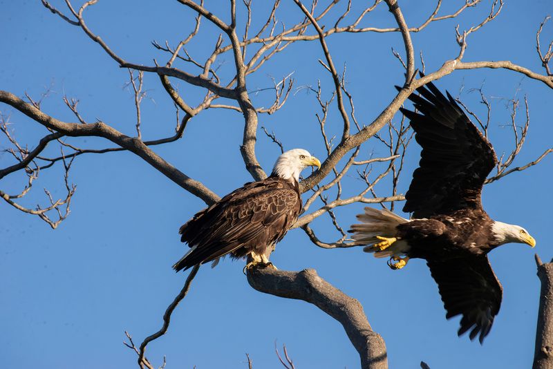 Bald Eagles And Other Wild Neighbors Bald Eagles And Other Wild Neighbors