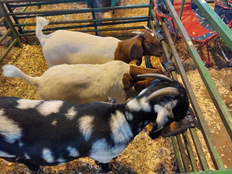 Barns, Baby Calves, and Blue-Ribbon Pride