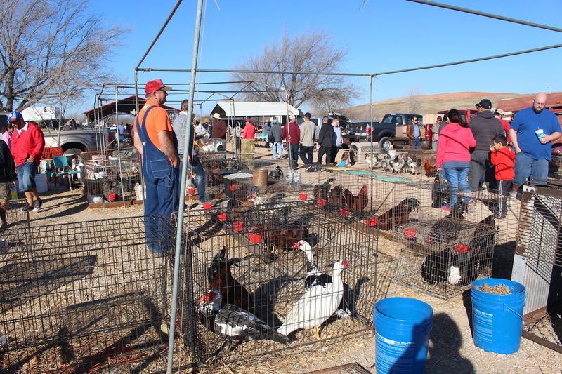 Barnyard Aisles of Hens, Goats, and Bunnies Barnyard Aisles of Hens, Goats, and Bunnies