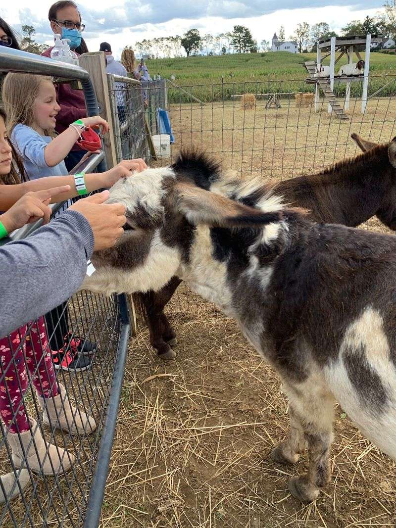 Barnyard Friends Worth Meeting