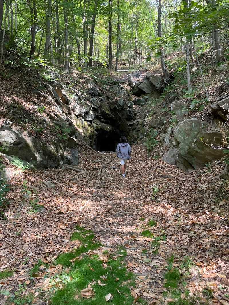 Bats Took Over in Hibernia