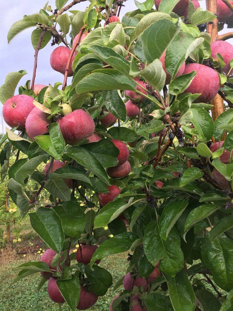 Bauman Orchards Inc, Rittman, OH