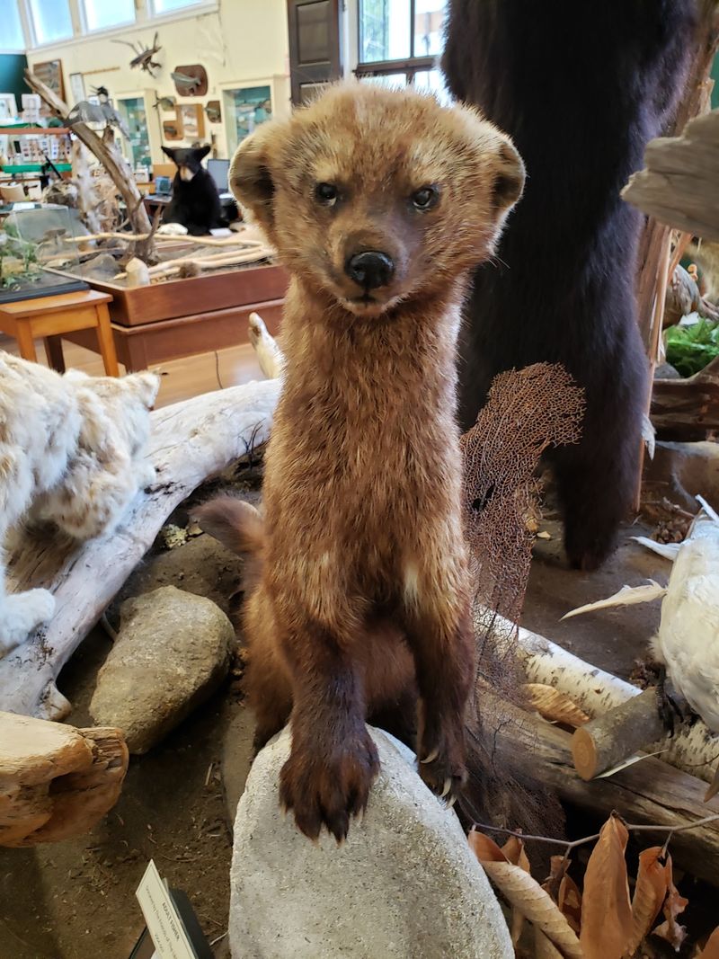 Bears, Bobcats, and a Wild Taxidermy Crew