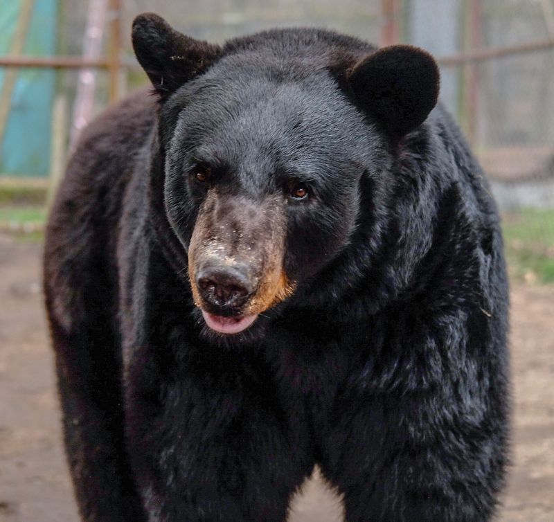 Bears With a Second Chance Bears With a Second Chance