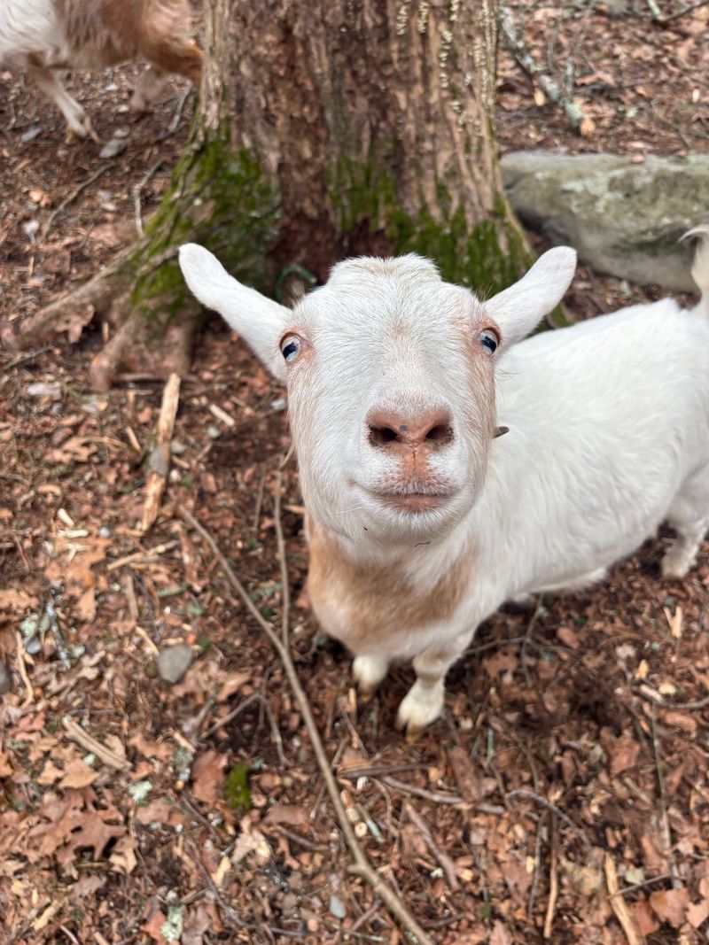 Belly Rubs and Barnyard Friendships Belly Rubs and Barnyard Friendships