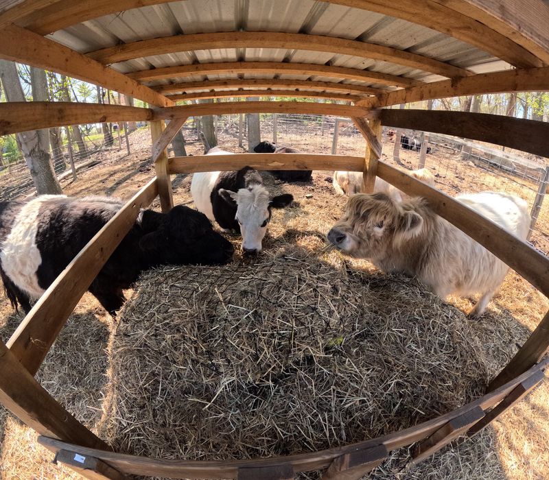 Belted Galloways, Dexters and Other Small Cattle