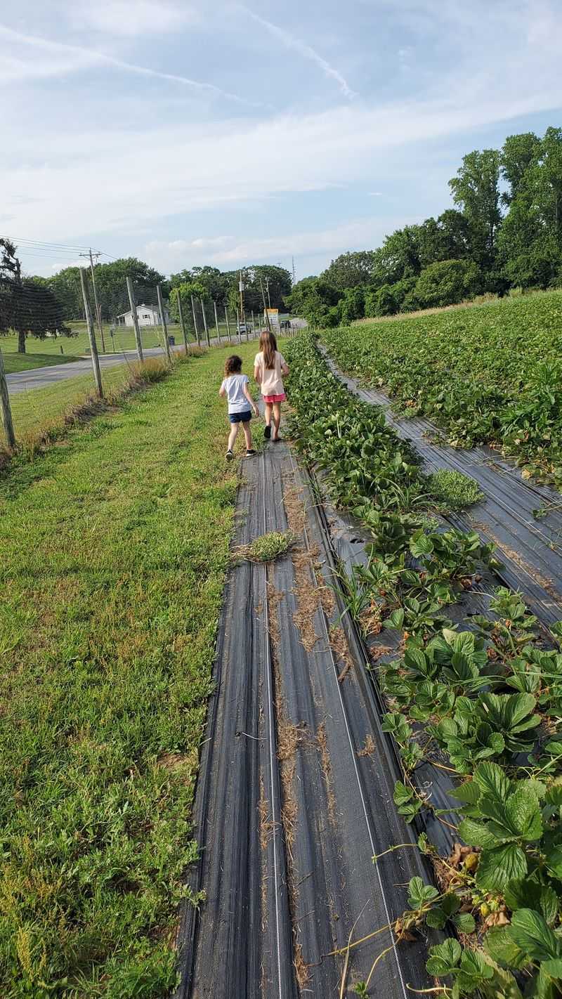 Berry Picking With Sticky Fingers
