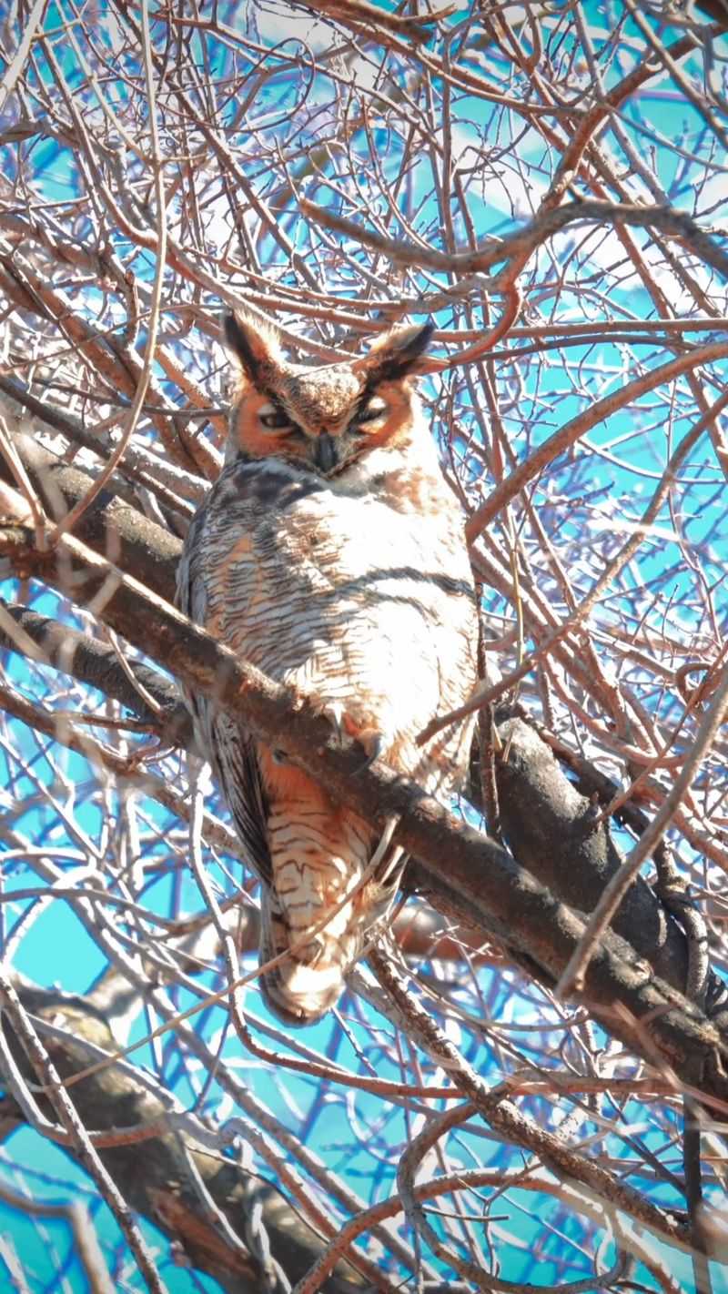 Bird Lovers Should Pack Binoculars And Extra Patience