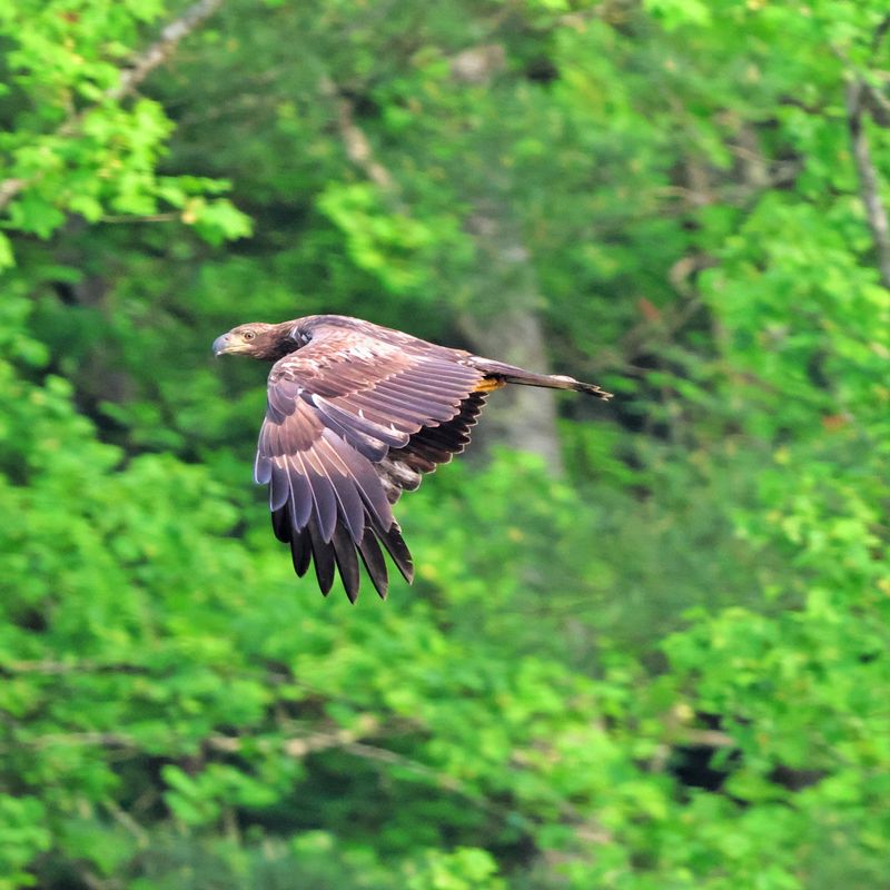 Birdsong Under a Green Canopy Birdsong Under a Green Canopy