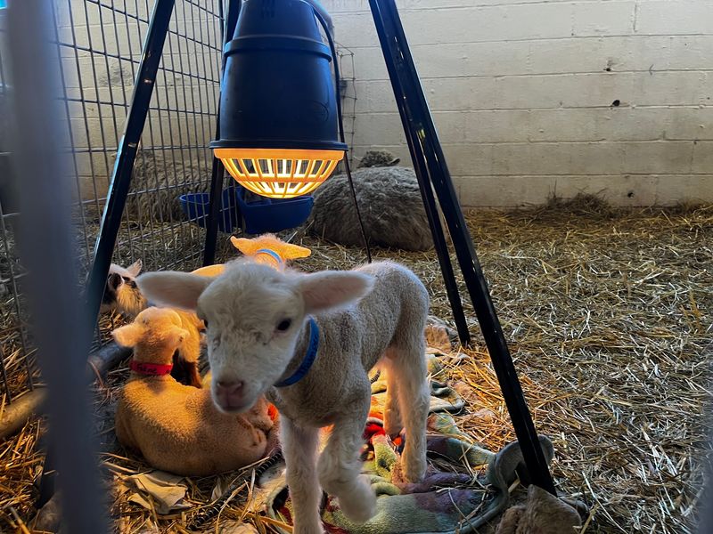 Birthday Parties And School Trips Get The Farm Treatment Birthday Parties And School Trips Get The Farm Treatment